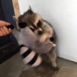 [댓글부탁해] 나 유학왔는데 따당하게생김