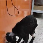 [강아지] 구더기 <b>건우</b> 소식