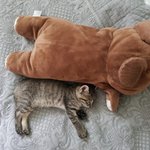 [고양이] 영상추가)나는 열한살 할배 고양이 싼<b>쵸</b>옹 28