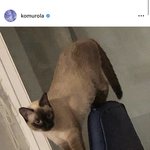 [이것좀봐줘] 권현빈 내일 뭐 한대!!!!!!