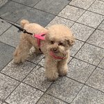 나 많이 <b>돼지</b> 같아?