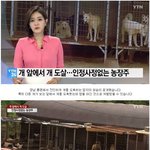 [댓글부탁해] 개앞에서 <b>개도</b>살한 농장주