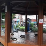 [고양이] 우리<b>동네</b> 길냥<b>이</b>들 ~!!