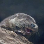 <b>썸탄지</b> 일주일됐는데 섹드립 오바다 추반