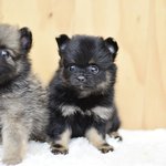 폼<b>피츠</b> ( 블랙탄 / 세이블 ) 분양해용