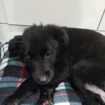 [강아지] 구더기 <b>건우</b> 소식입니다