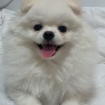 [이것좀봐줘] 얘 웃는거 진짜 너무이쁘지않냐