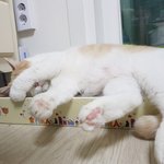 [고양이] 나는 열한살 할배 고양이 싼쵸옹 29