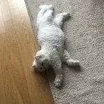 고양이 여름에 <b>털</b>