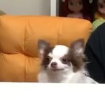 이 강아지 종이 머임??