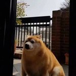 '시바견'이 '<b>시바</b>'인 이유...