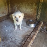 [강아지] <b>뒷다리</b>가 부러졌습니다