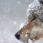 시베리아의 <b>사나이</b>