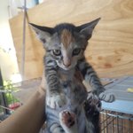 [고양이] 삼색이 가족이 되어주실분 안계실까요