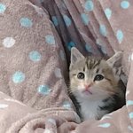피<b>리부</b>는 아깽이 꼬미