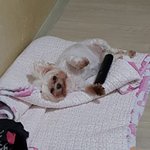 [댓글부탁해] 우리 집 강아지 티비 <b>본다</b>ㅋㅋㅋ