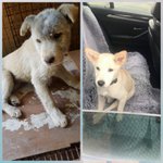 [강아지] 뒷다리골절 복동이 입양후기