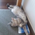 [드루와] 울고양이 슈퍼맨<b>자세</b>로 자고있음