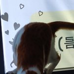 [댓글부탁해] 고앵이 <b>점프</b>하는거 순간포착함