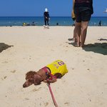 양양 멍비치. 강아지 <b>낙원</b>