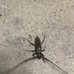 이게 무슨 곤충일까요?