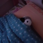 [댓글부탁해] <b>펭귄</b> 자는거 귀엽다 추반 ㄱㄱ