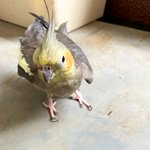 [앵무집사] 쿠쿠짱 스토리 2