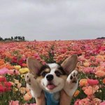 심심하면 내 코셰딩 전후 구경하고 강