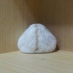 얘들아 우리집 <b>햄</b><b>찌</b> 너무 귀엽지 않니...