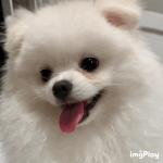 [강아지] 예뻐해줘서 고마워 다들 (ToT)