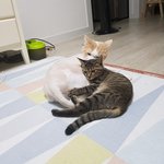 [고양이] 나는 열한살 할배 고양이 싼쵸옹 31