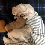 [강아지] ++사진 추가했어요!!>))사람보다 댕댕이가 더 많은...