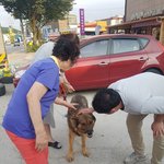 [강아지] 밥그릇 물고있던 세퍼트 <b>입양</b>소식