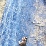 [동물] <b>미묘</b> 애용이