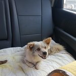 [강아지] <b>뒷다리</b>골절과 사상충