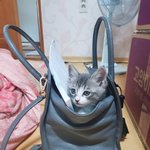 도로에서 죽을뻔한 고양이 냥줍했어요 - 2탄
