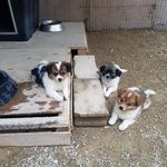 [강아지] 귀요미 3남매