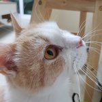 [고양이] 나는 열한살 할배 고양이 싼<b>쵸</b>옹 32