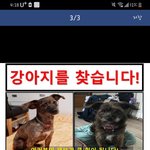 경남 <b>진주</b> 강아지 찾습니다