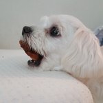 우리<b>집</b> 갱<b>얼</b>쥐 보고가셈 ;;