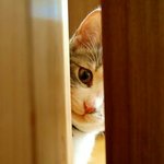 판에 지금 <b>변</b><b>남</b>있다 조심해