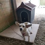 [강아지] <b>원룸촌</b>에 버려진 어미