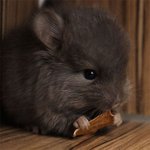 심각하게 <b>귀염</b>뽀짝한 아기 친칠라