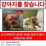 [이것좀봐줘] 부산 대연동 <b>반려</b>견을 잃어버렸습니다 한번씩 봐주세요