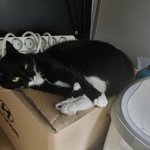 [고양이] 사무실악독한주인28-나는캣타워