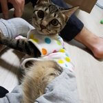 [고양이] 나는 열한살 할배 고양이 싼쵸옹 33