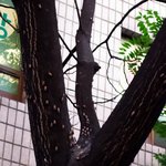 으으 극혐 사진 좀 징그러울수 있어