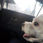 [강아지] 그냥 귀여운 우리집 댕댕이 소개..