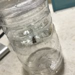 [댓글부탁해] 이거 <b>벌레</b> 뭐야?
