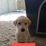 [강아지] 4개월 3남매